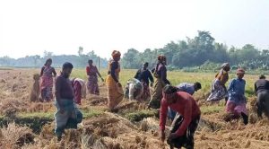 মাঠে কৃষকের সোনালি স্বপ্ন-ধান কাটায় নারী-পুরুষের দিনভর উৎসব