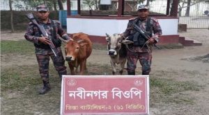 পাটগ্রামে বিজিবির পৃথক অভিযানে ভারতীয় ৪টি গরু আটক