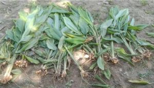 জলঢাকার ধর্মপালে শত্রুতার জেরধরে জমির ফসল নস্ট করার অভিযোগ